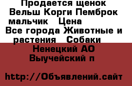 Продается щенок Вельш Корги Пемброк мальчик › Цена ­ 65 000 - Все города Животные и растения » Собаки   . Ненецкий АО,Выучейский п.